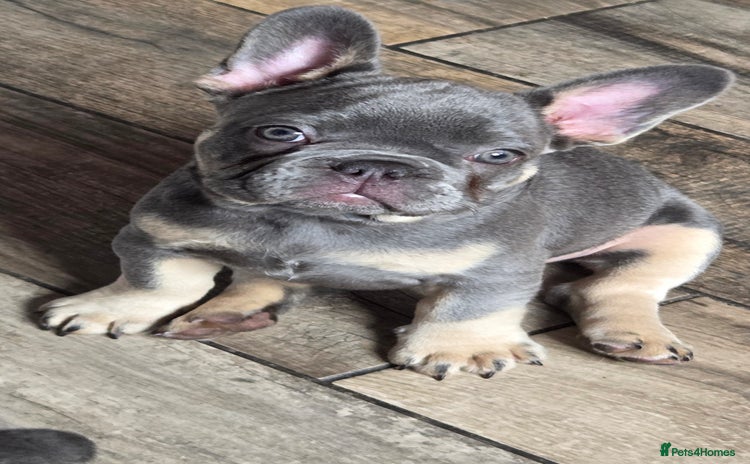 French Bulldog dogs - Advert 4