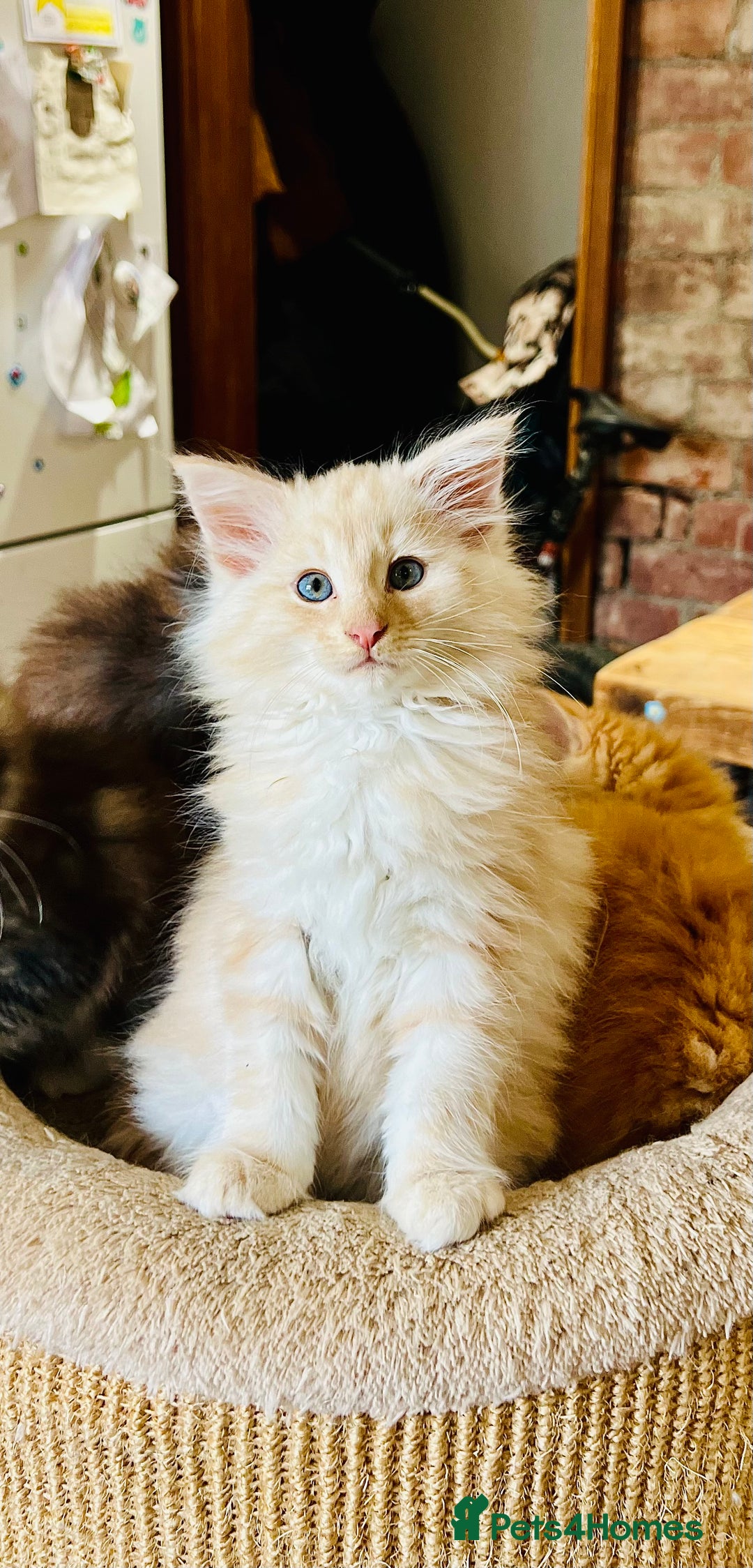 Norwegian Forest Cat cats for sale: Full FIFe pedigree Norwegian Forest Kittens  in Normanton - Image 34