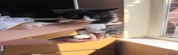 Mixed Breed cats for sale: 3 cute kittens ready for forever home  - Advert 6