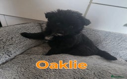 Pomsky dogs for sale: Pomsky puppy GIRL **READY for her new 🏡** - Image 7