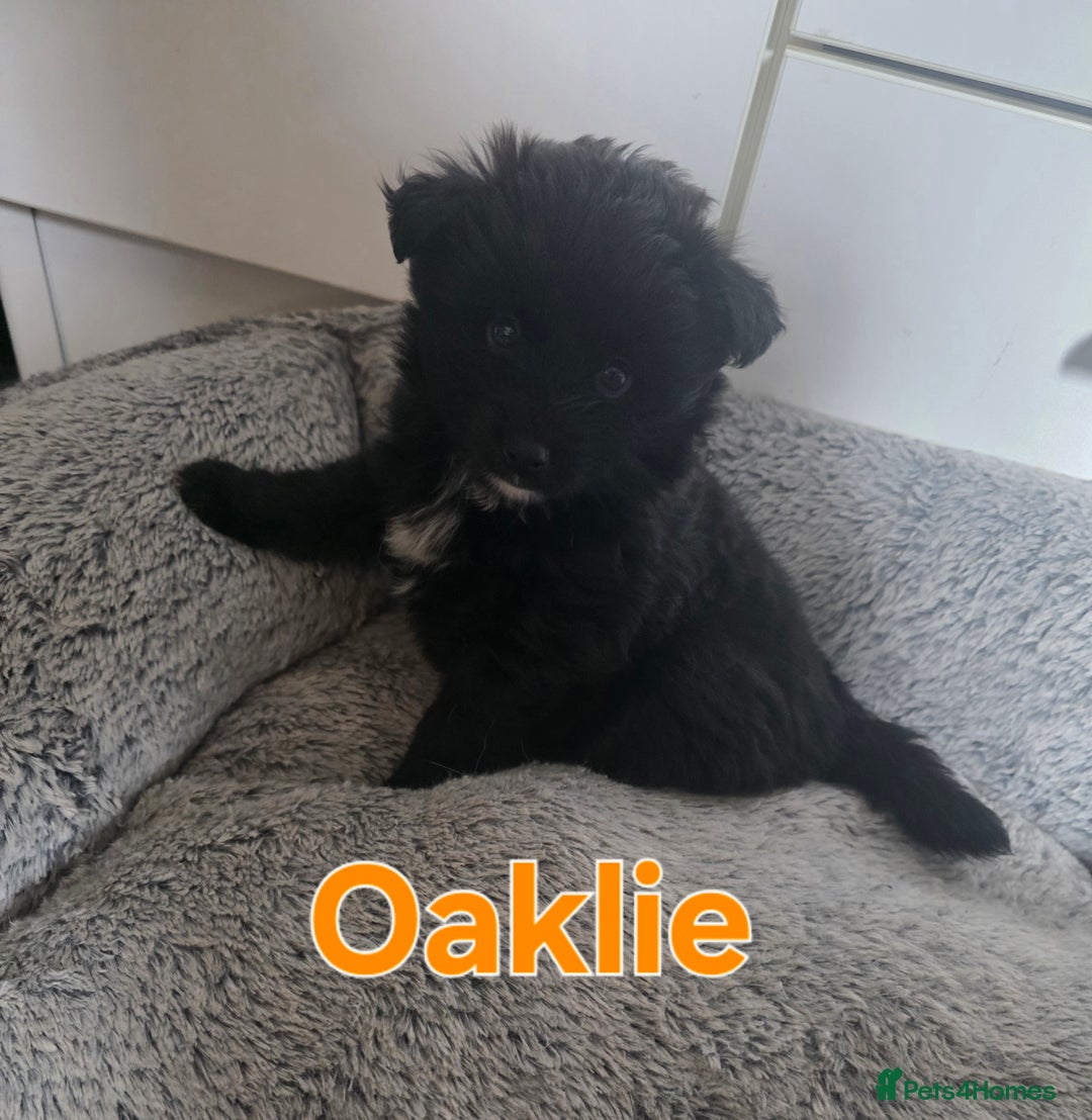 Pomsky dogs for sale: Pomsky puppy GIRL **READY for her new 🏡** - Image 7