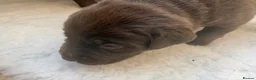 Labrador Retriever dogs for sale: Beautiful Chocolate Labrador Puppies - 09/03/2026 - Advert 28