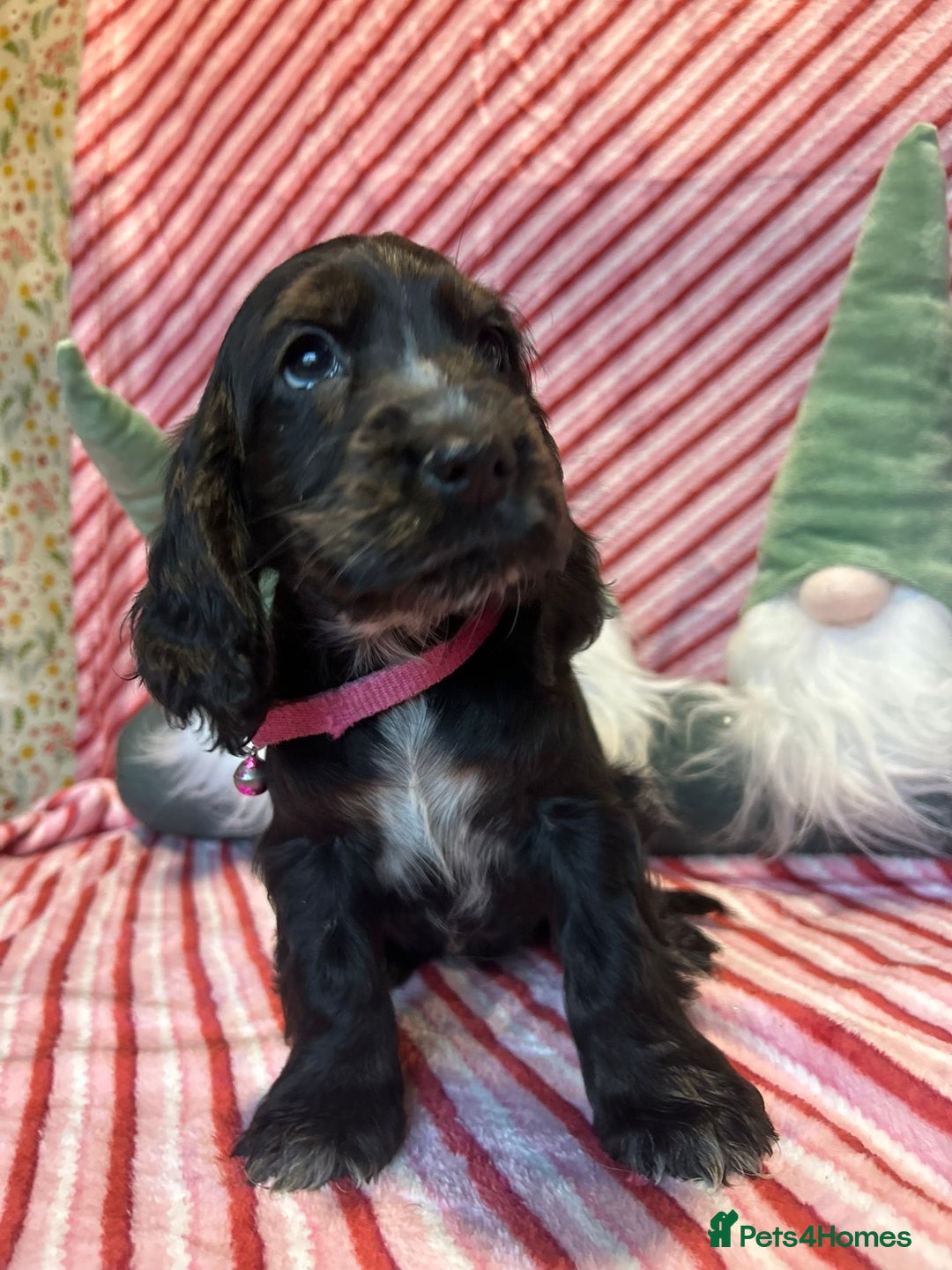 Cocker Spaniel dogs for sale: Cocker Spaniel Girls  - Advert 2