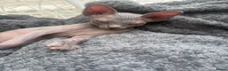 Sphynx cats for sale: Sphynx kittens - Advert 5