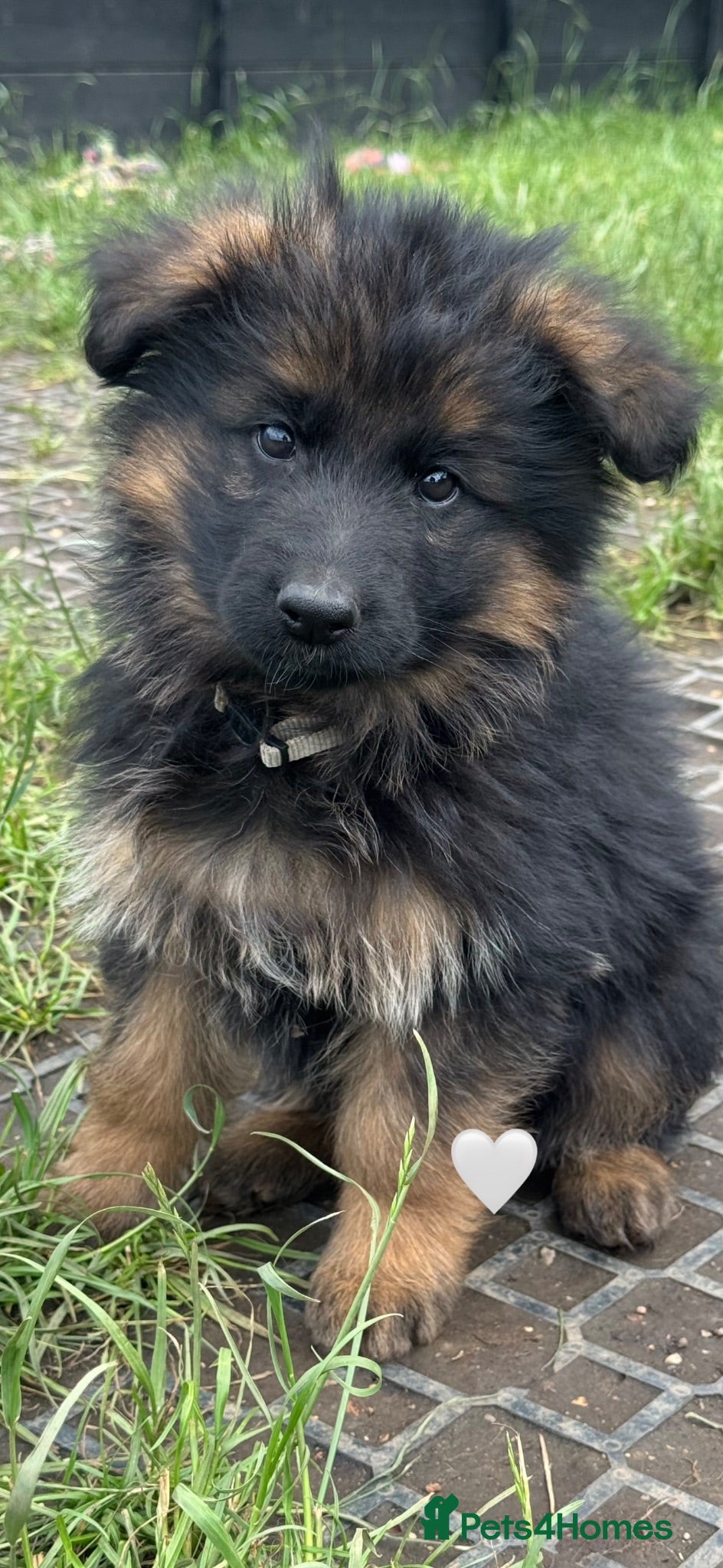 German Shepherd dogs Stunning KC reg long coat German shepherd puppies  - Advert 2