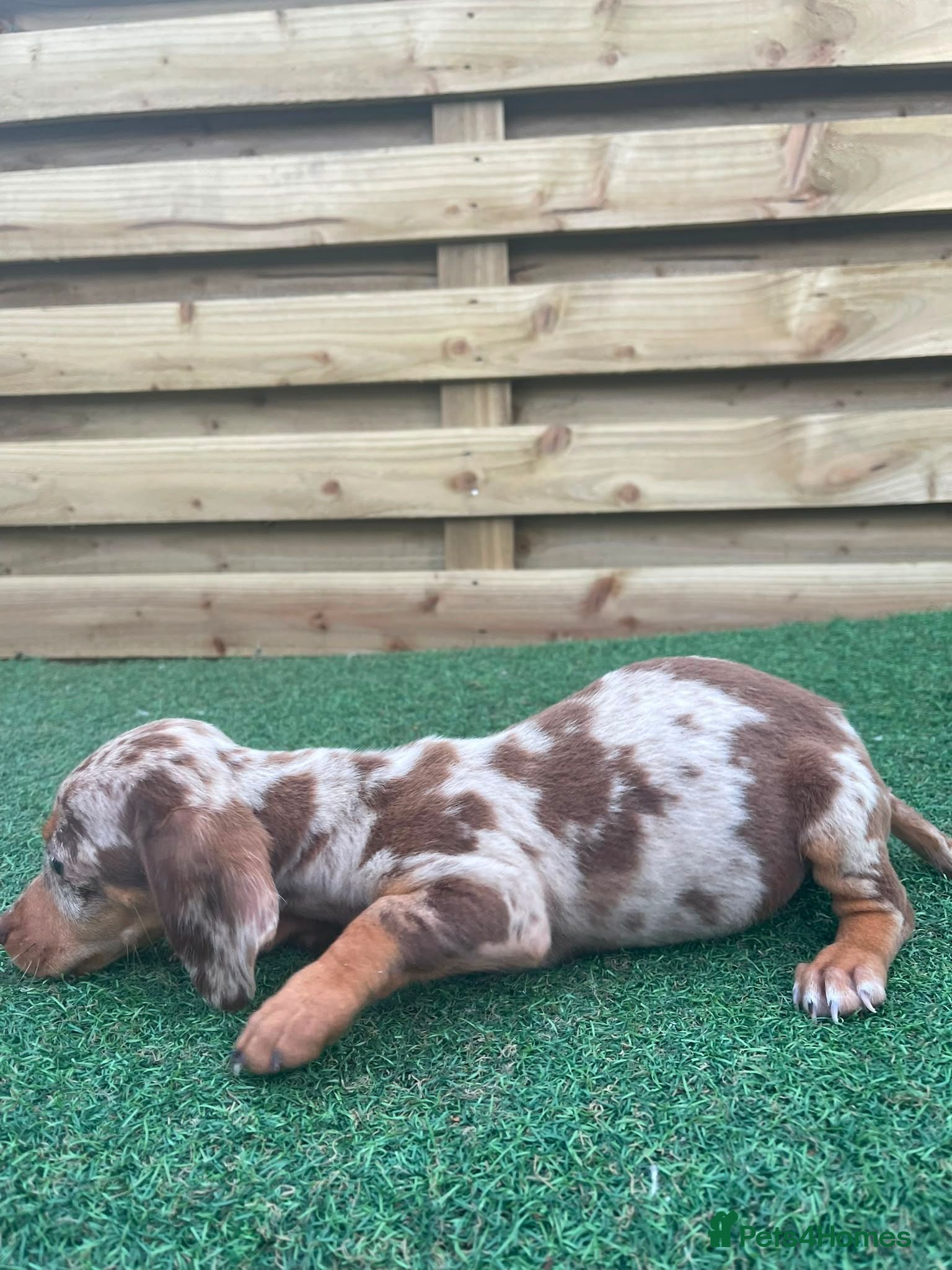 Dachshund dogs 3 beautiful males ready for new forever homes❤️ - Advert 3