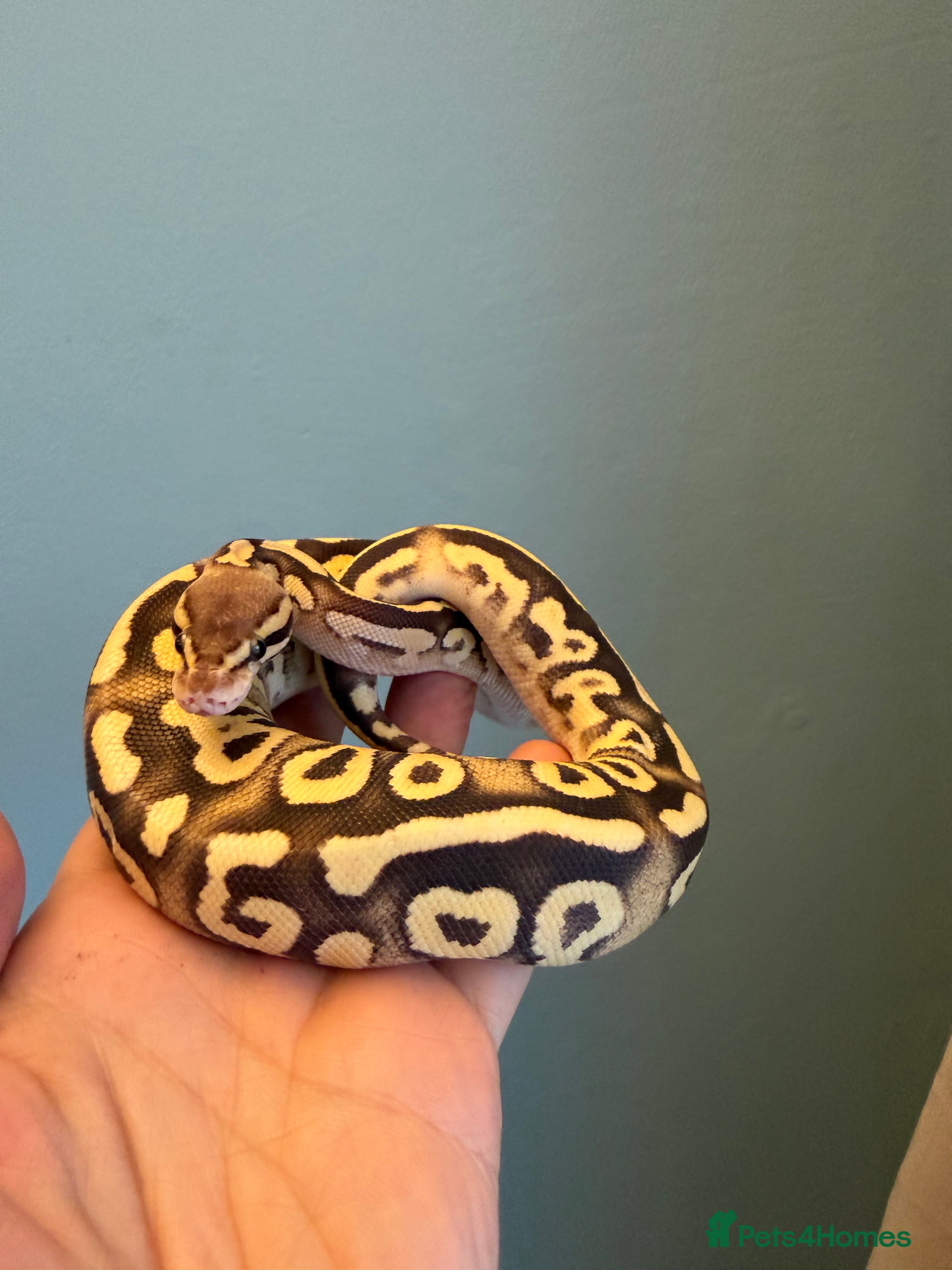Snake reptiles 🐍 Ball Python Hatchlings – for sale or swap - Advert 1