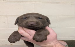 Labrador Retriever dogs for sale: Gorgeous chocolate Labrador puppies for sale - Advert 6