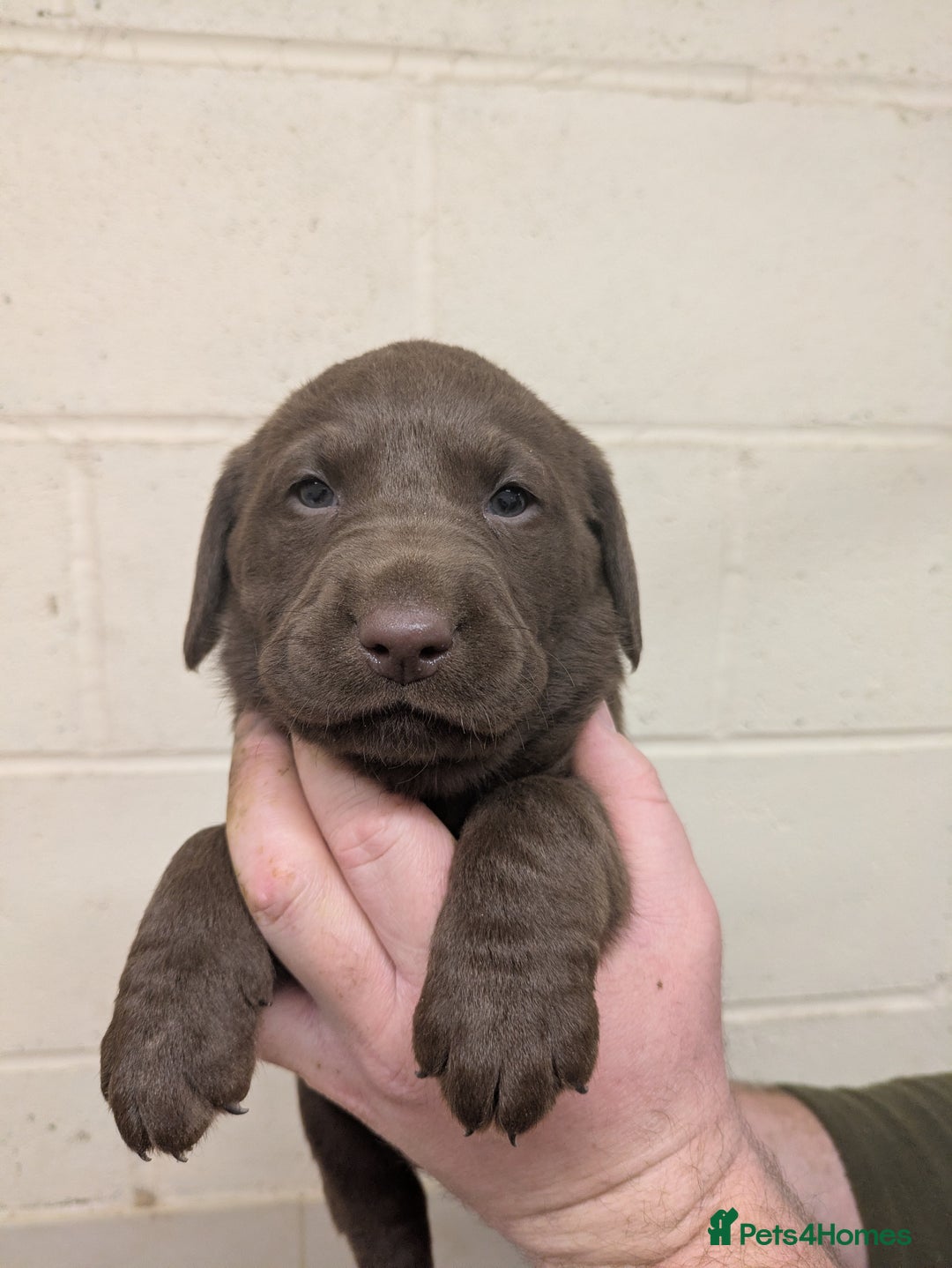 Labrador Retriever dogs for sale: Gorgeous chocolate Labrador puppies for sale - Advert 6