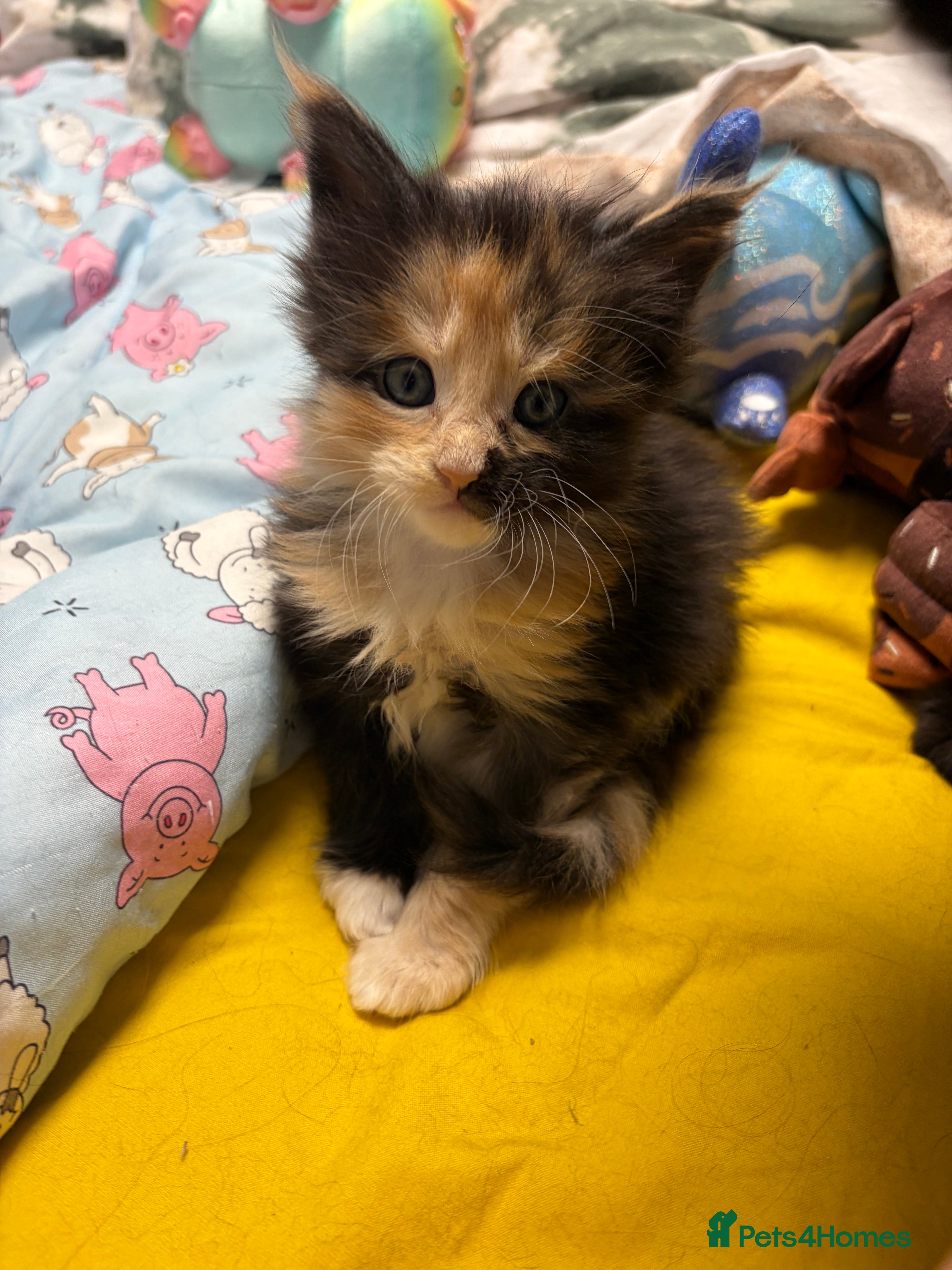 Maine Coon cats Champion Russian line full Maine coon kittens - Advert 1