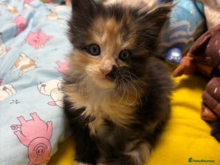 Maine Coon cats Champion Russian line full Maine coon kittens - Advert 1