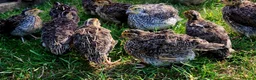 Quail poultry for sale: Brown Cortunix Quail  - Advert 4