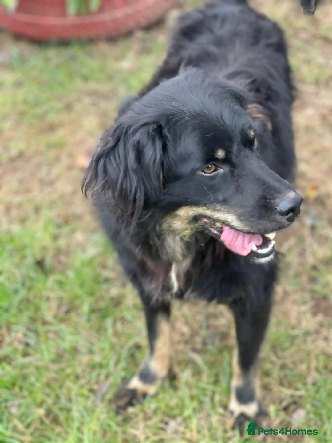 Mixed Breed dogs for adoption: ALEXANDER in Ashford - Advert 3