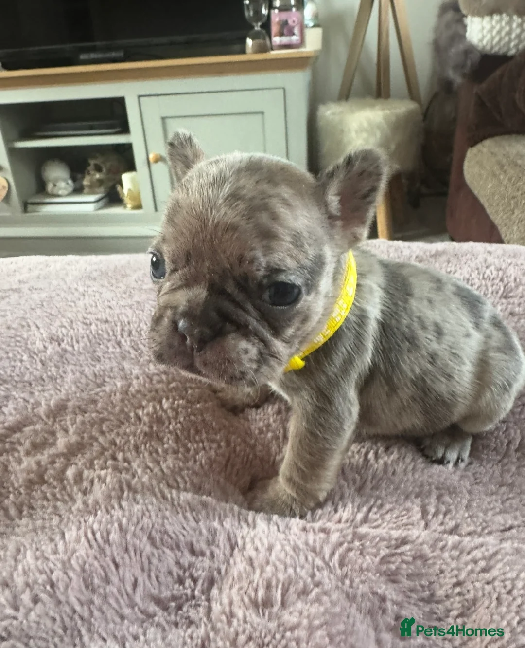 French Bulldog dogs for sale: Beautiful French Bulldog Pups - Advert 15