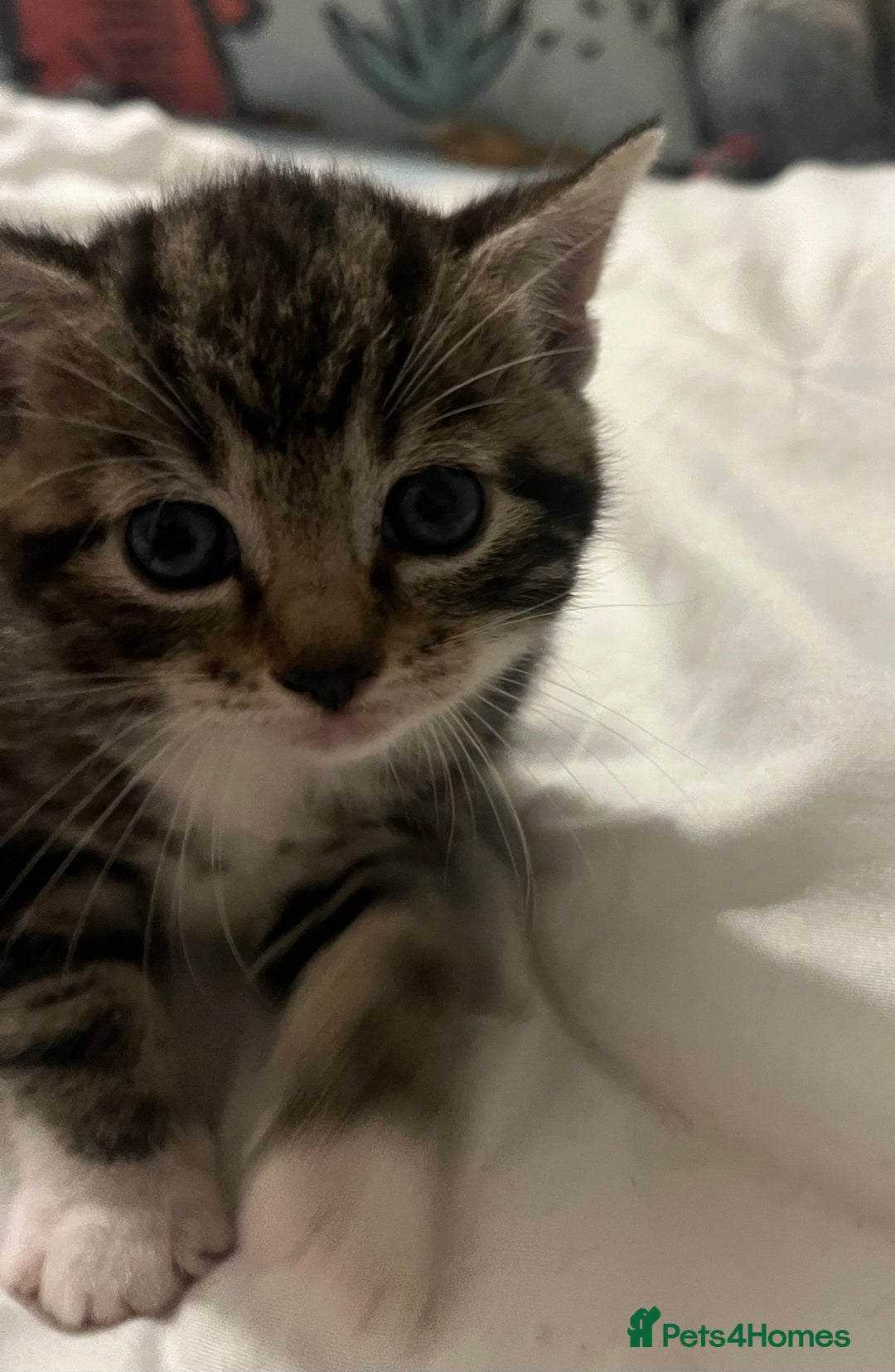 Siamese cats for sale: Adorable Siamese kittens  - Advert 3