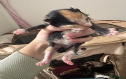 Domestic Shorthair cats for sale: 4 beautiful kittens  - Image 9