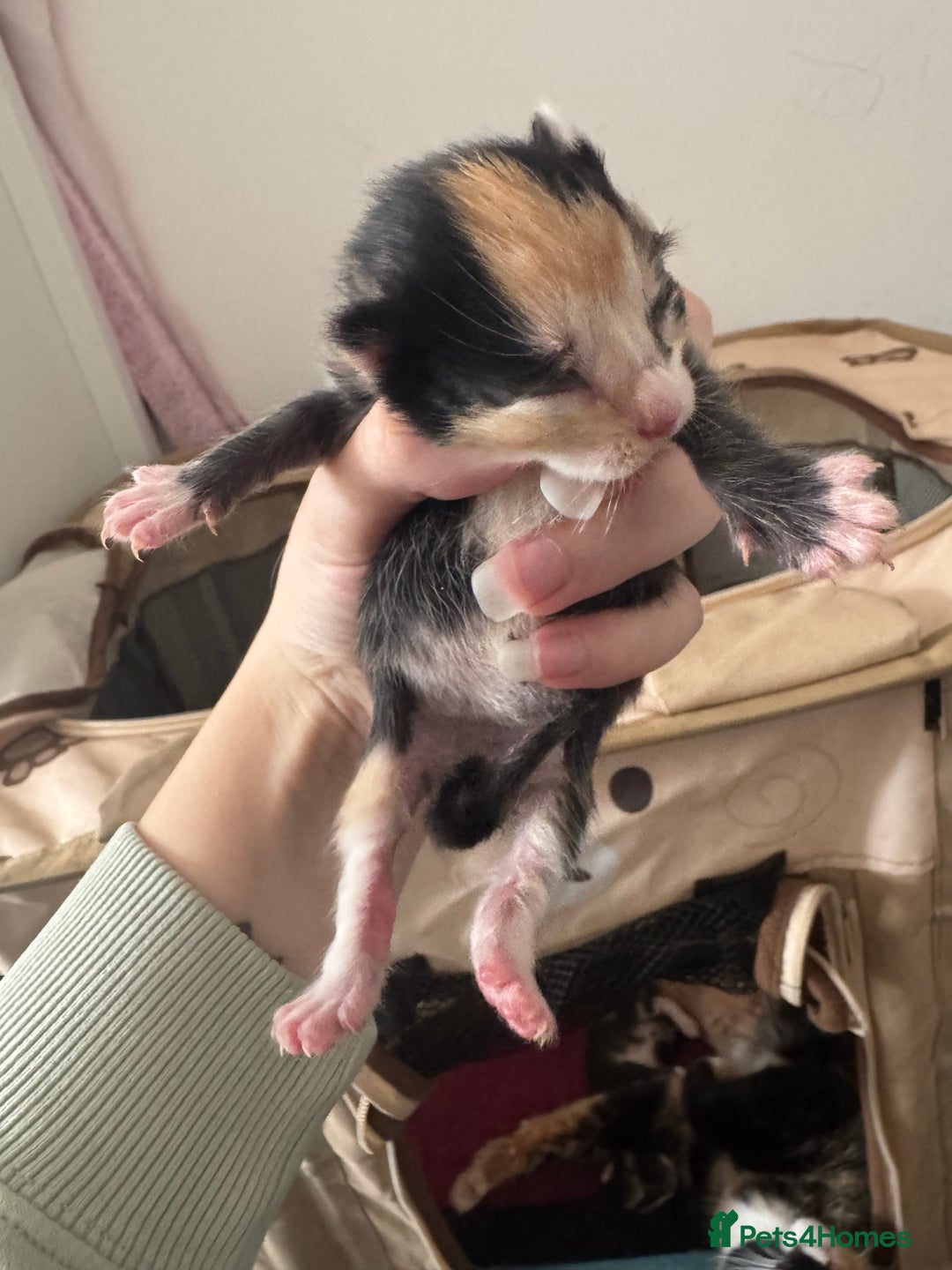 Domestic Shorthair cats for sale: 4 beautiful kittens  - Image 9