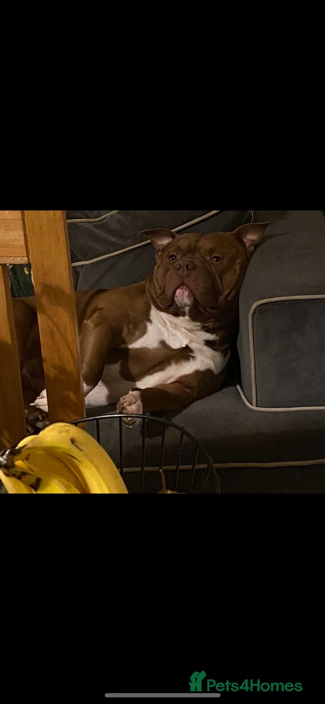 American Bully dogs for stud: Pocket Bully For Stud  - Advert 4