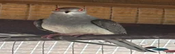Mixed Breed birds for sale: Mixed Aviary Birds - Advert 7