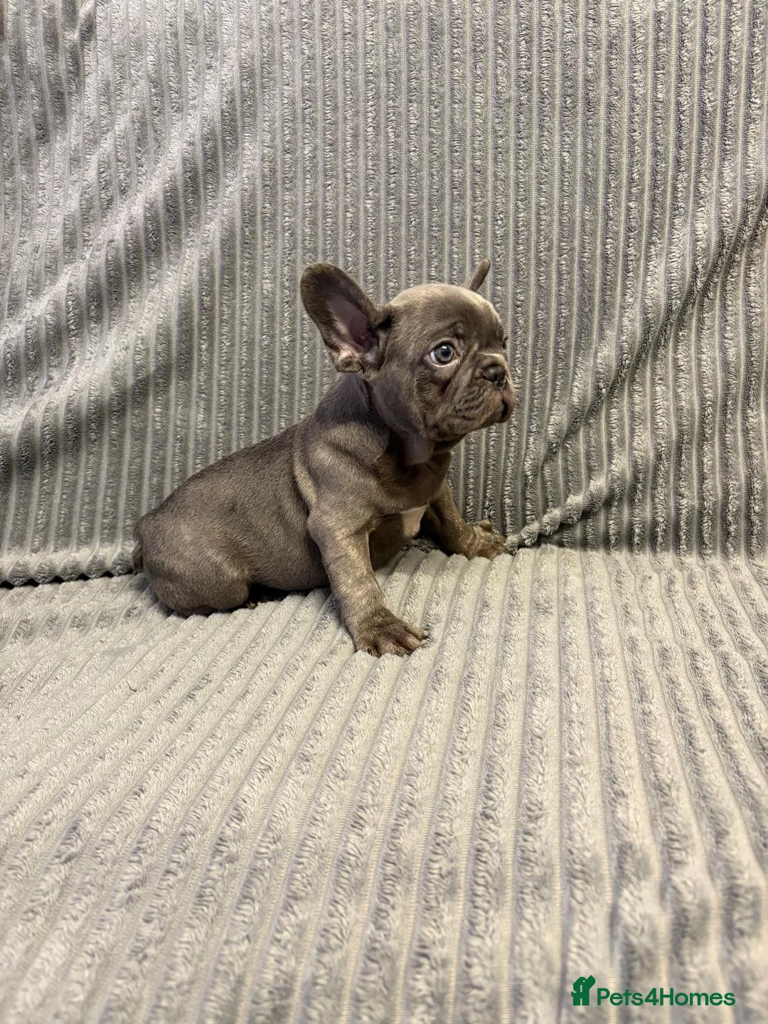 French Bulldog dogs for sale: Quality healthy french bulldog last boy available - Advert 2