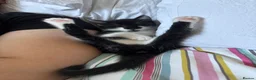 Mixed Breed cats for sale: two kittens needing rehoming!  - Advert 2
