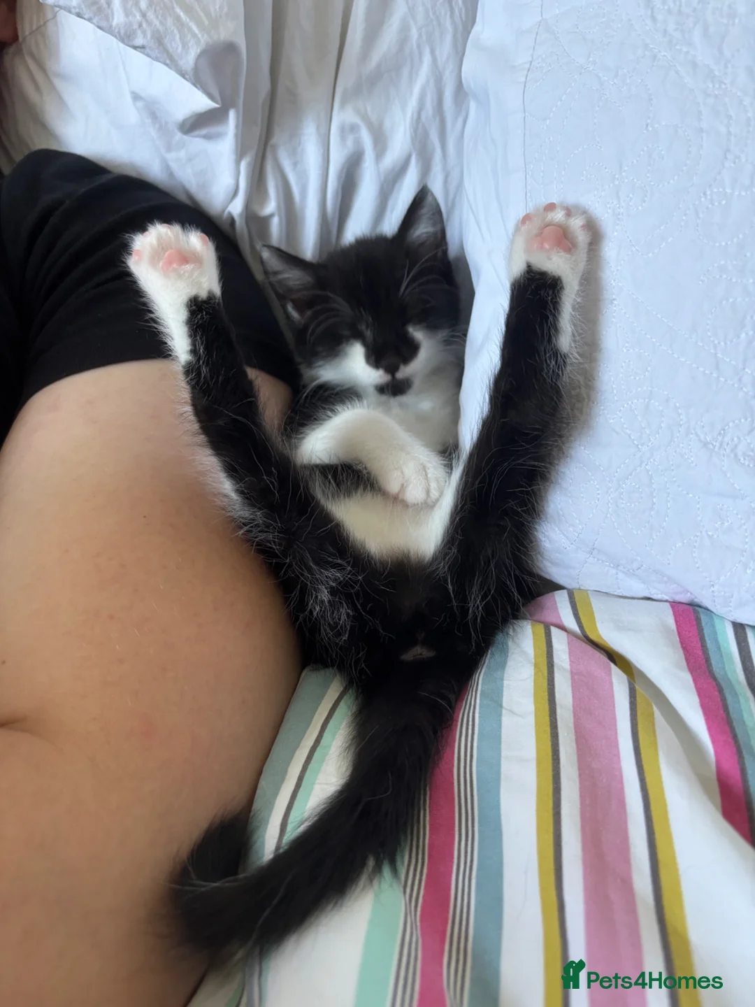Mixed Breed cats for sale: two kittens needing rehoming!  - Advert 2