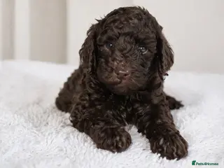 Toy Poodle dogs KC reg Chocolate Toy poodle puppies - Advert 17