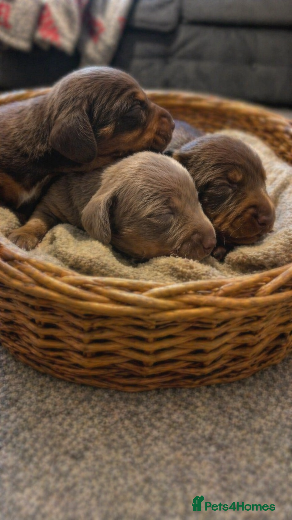 Miniature Dachshund dogs  ⭐️KC Registered Miniature Dachshunds⭐️ - Advert 17