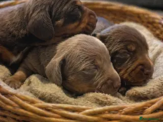 Miniature Dachshund dogs ⭐️KC Registered Miniature Dachshunds⭐️ - Advert 15