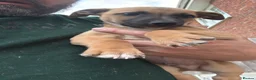 Mixed Breed dogs for sale: Stunning Whippet/Jack puppies  - Advert 3