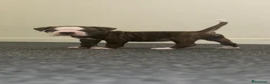 Alapaha Blue Blood Bulldog 1