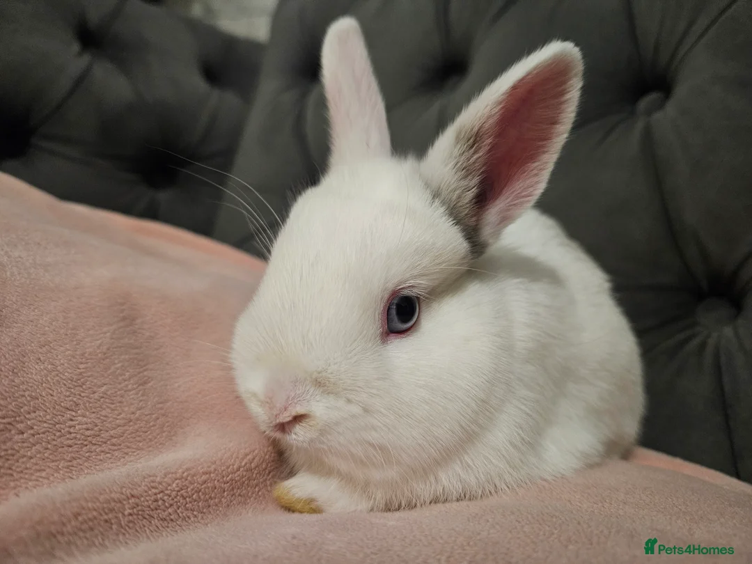 Mixed Breed rabbits for sale: Northandwaf  - Advert 18