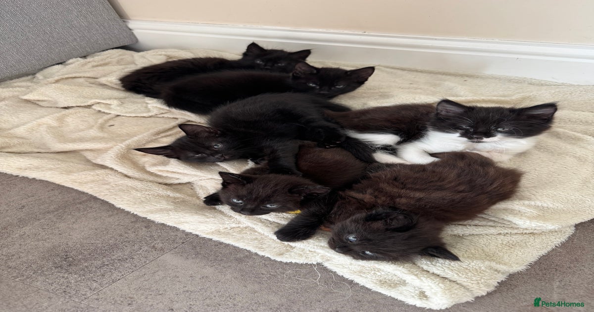 Cat Mom Litter Of Black Kittens Tortoiseshell Cat Mom Nursing