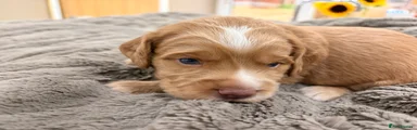 Cocker Spaniel - Red