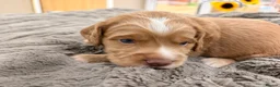 Cocker Spaniel dogs for sale: Working Cocker Spaniel Puppies in Sheerness - Advert 10