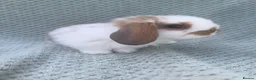Mini Lop rabbits for sale: Wonderful mini lop kits  - Advert 10