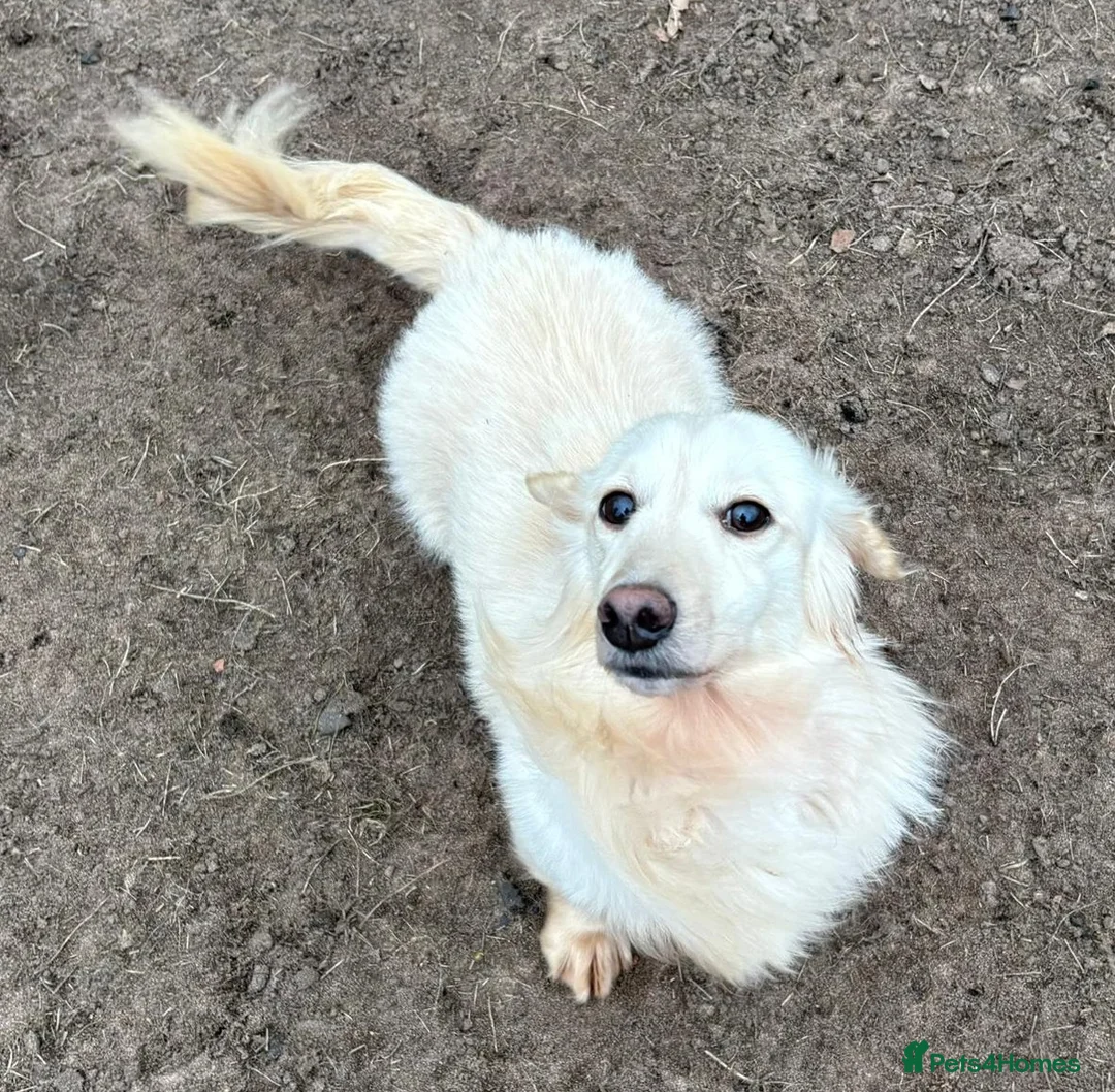 Dachshund dogs for adoption: ARNIE, a Lovely 🌭 Boy - for a Loving Home - Advert 3