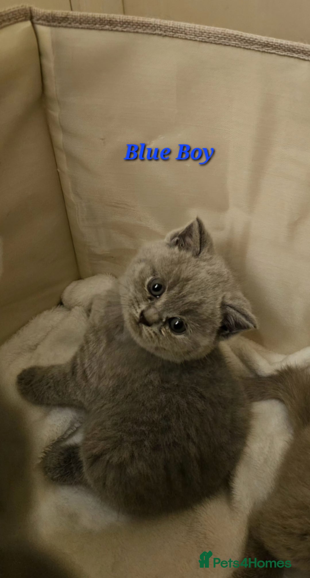 British Shorthair cats for sale: 🐾 Beautiful British Shorthair Kittens for Sale 🐾 - Advert 11