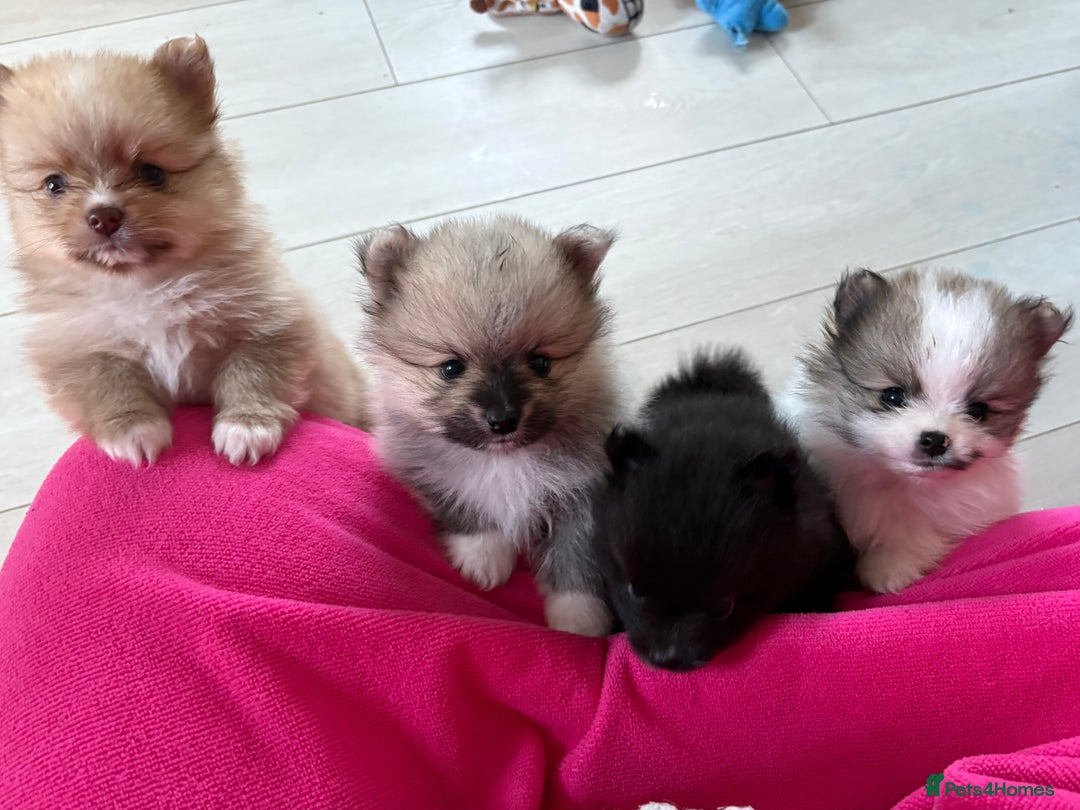 Pomeranian dogs for sale: Pomeranian Pups from Russian/ Chi Tien Champions - Advert 1