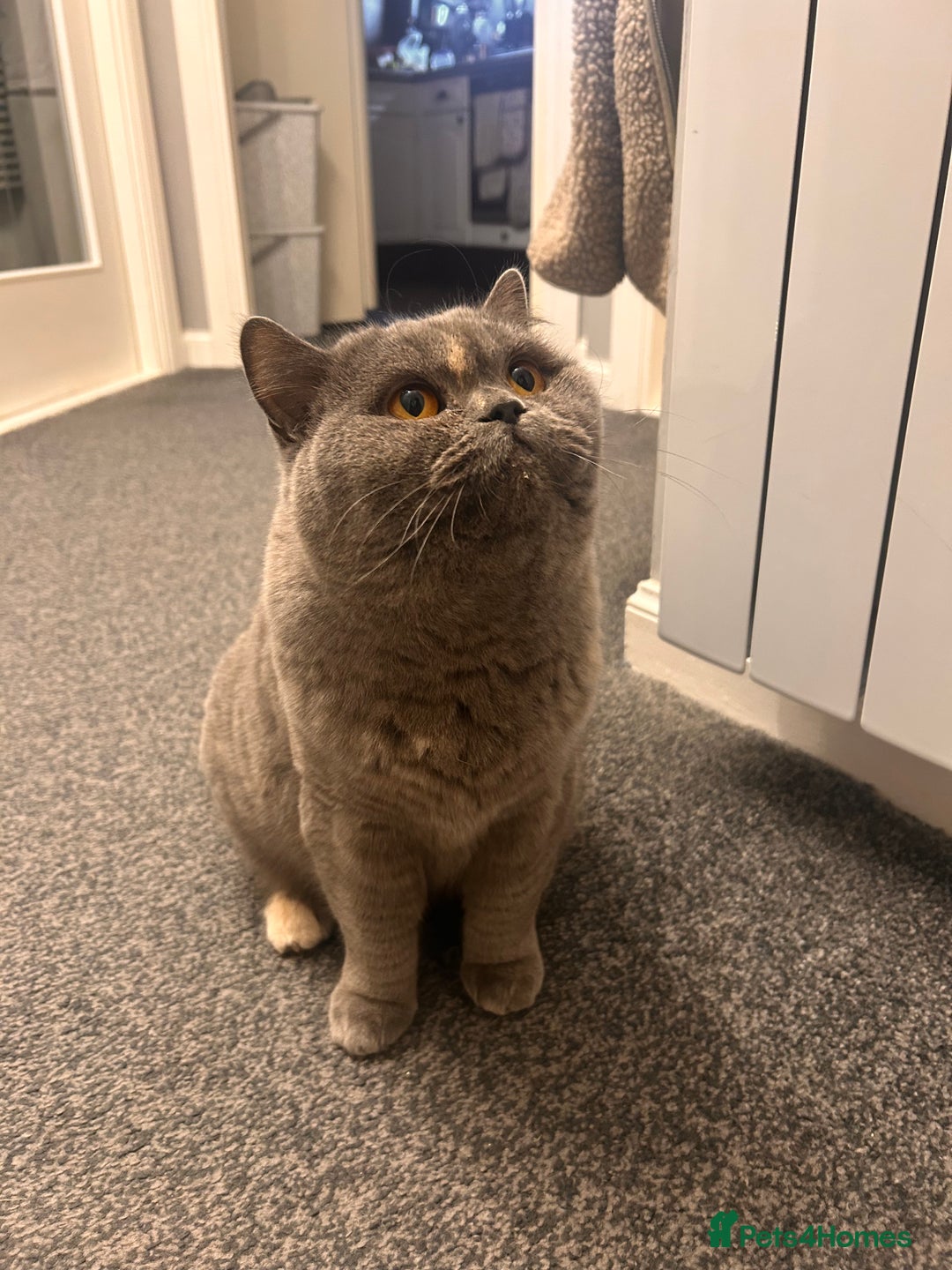 British Shorthair cats for sale: Beautiful girl bsh 2 y/o - Advert 7