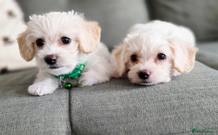 Yorkiepoo dogs - Advert 1