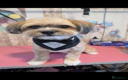 Mixed Breed dogs for sale: Sheranian for sale 1yr old  - Image 1