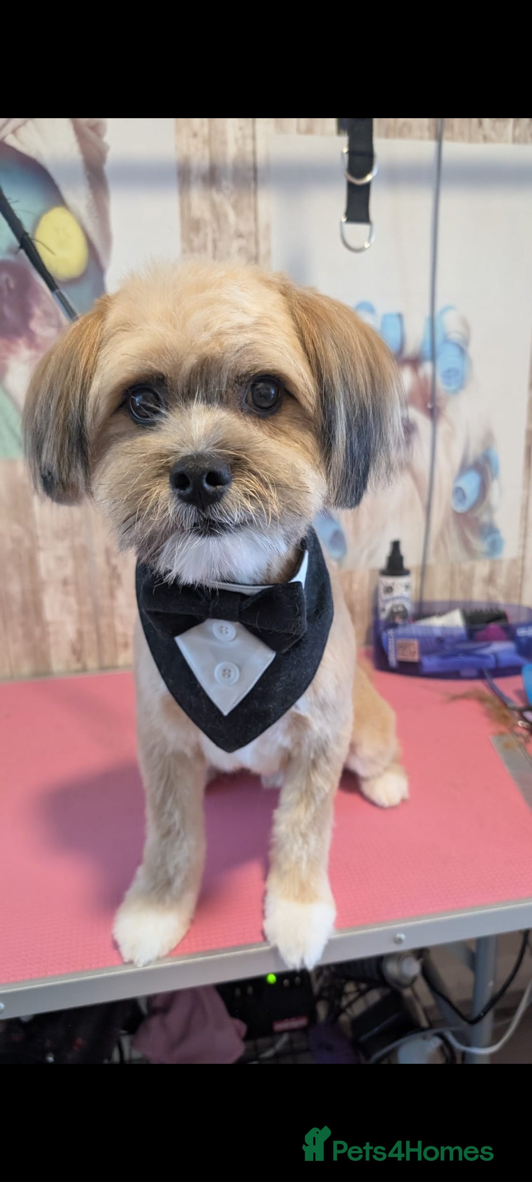 Mixed Breed dogs for sale: Sheranian for sale 1yr old  - Image 1