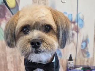 Mixed Breed dogs for sale - Advert 1