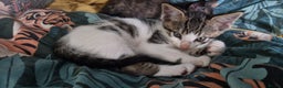 Mixed Breed cats for sale: Maine coon X Sphynx - Advert 8