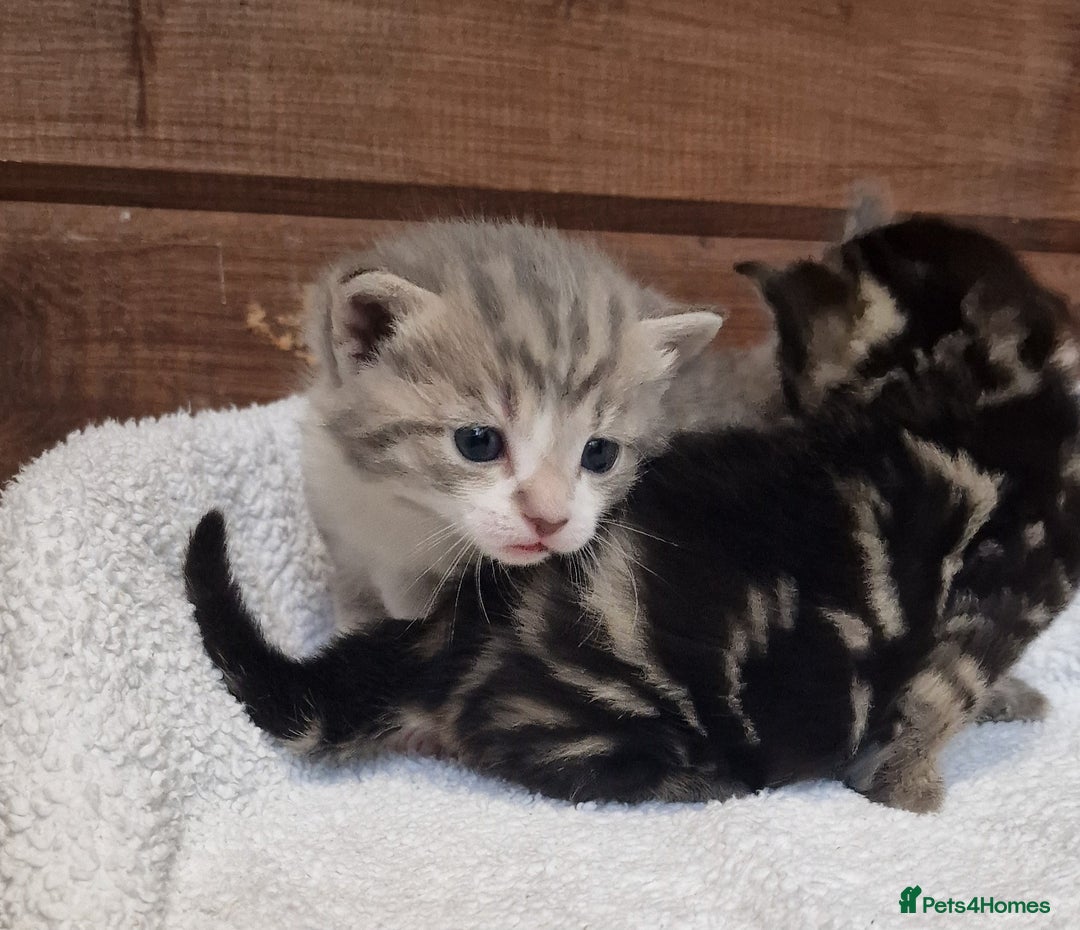 Mixed Breed cats for sale: 3 Gorgeous Kittens - Advert 2