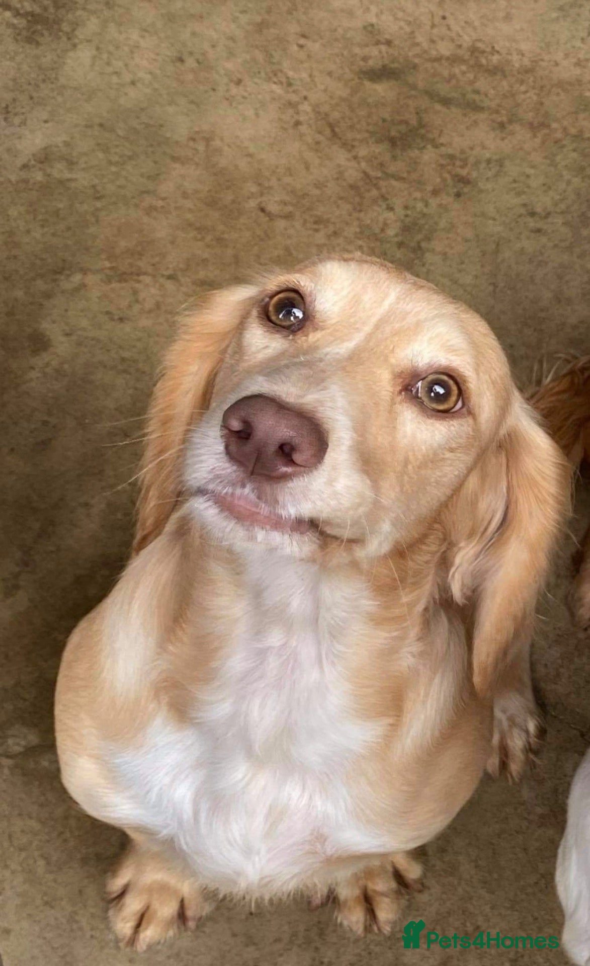 Cocker Spaniel dogs Cocker spaniel puppies looking for 5* homes - Advert 20
