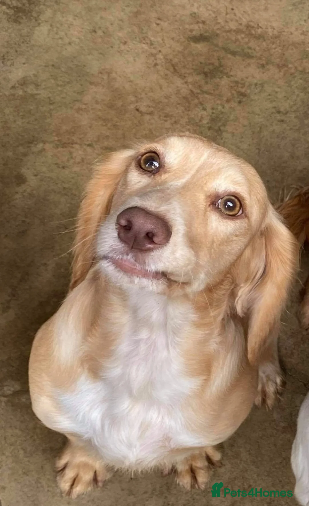 Cocker Spaniel dogs for sale: Cocker spaniel puppies looking for 5* homes - Advert 1