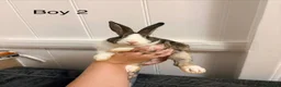Dutch rabbits for sale: 7 baby Dutch rabbits mixed litter  - Advert 5