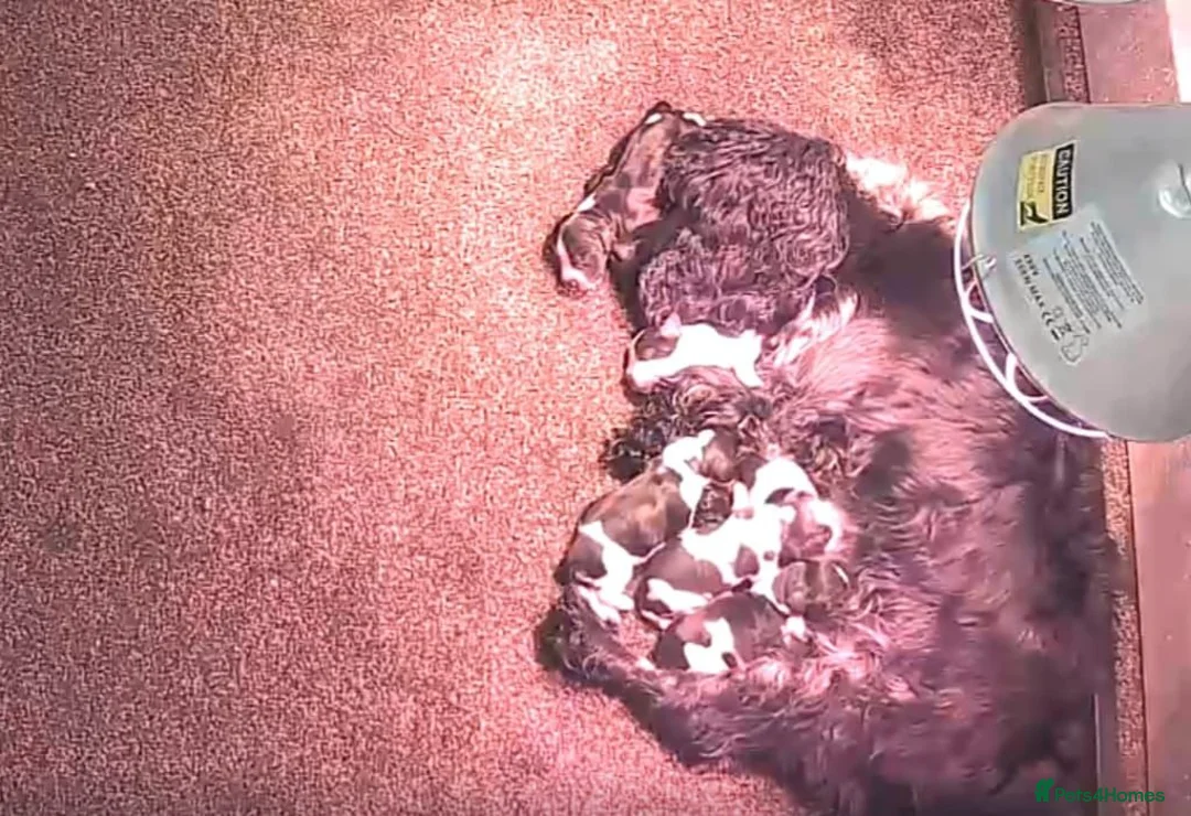 Cocker Spaniel dogs for sale: Kc reg show cocker spaniels fully health tested  - Advert 2